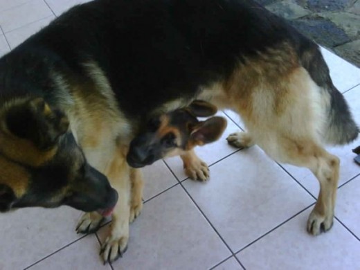 chiki chiki